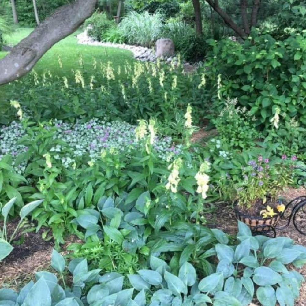 Yellow Foxglove 15 plants for $30 - Picture 3 of 5